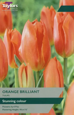 Orange Brilliant Tulip