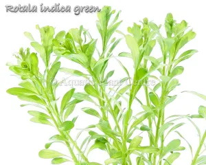 Rotala indica Green